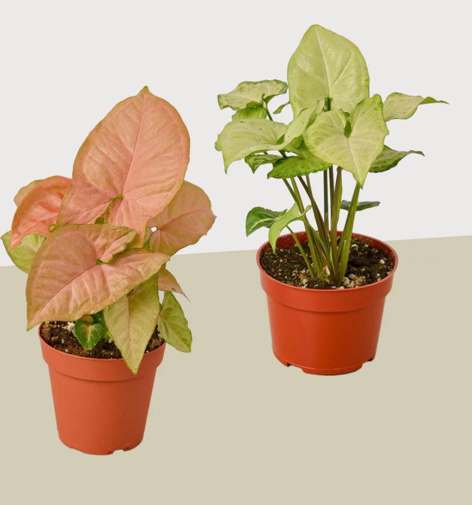 Syngonium Plant Variety Pack: Starter House Plants