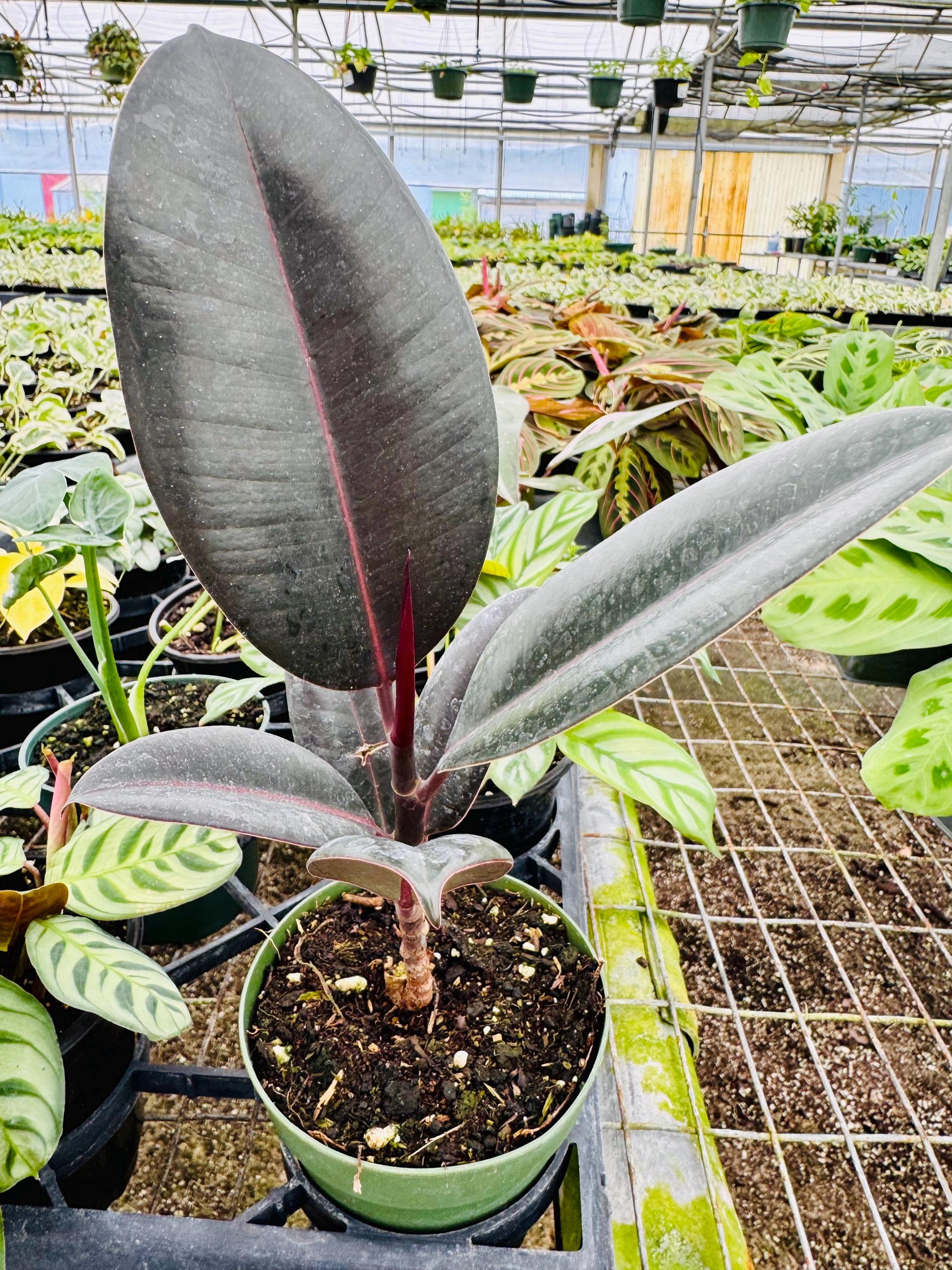 4” Assorted Plants