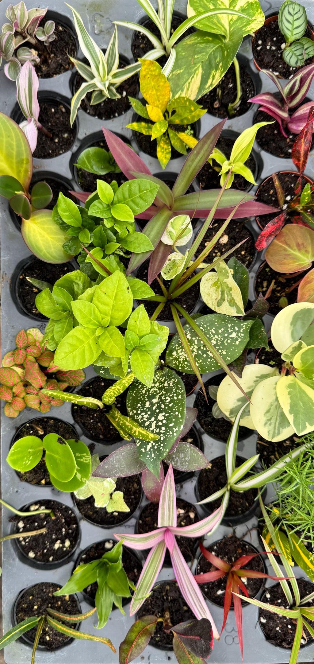 10 Pack Live Mini House Plants in 2” Pots, Indoor Plant Assortment