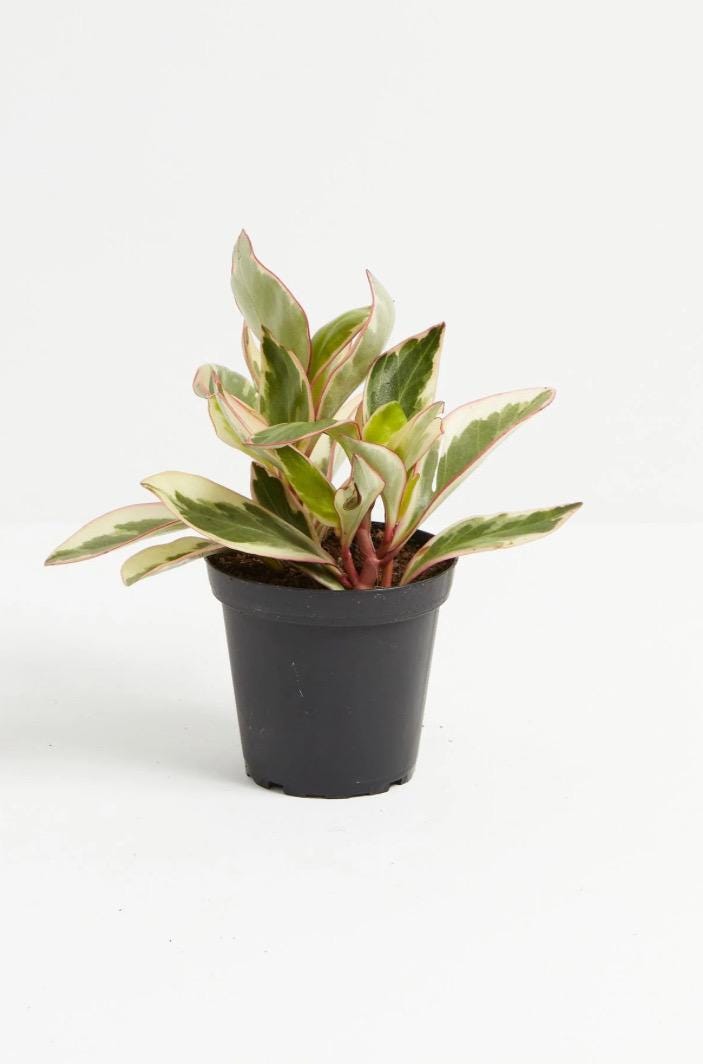 Pepperomia Assortment 3”