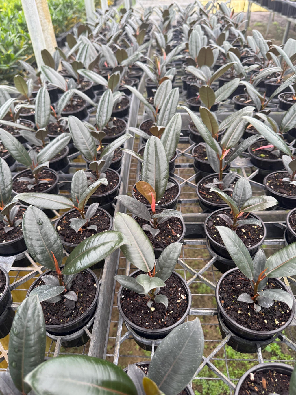 Ficus/Rubber Plant