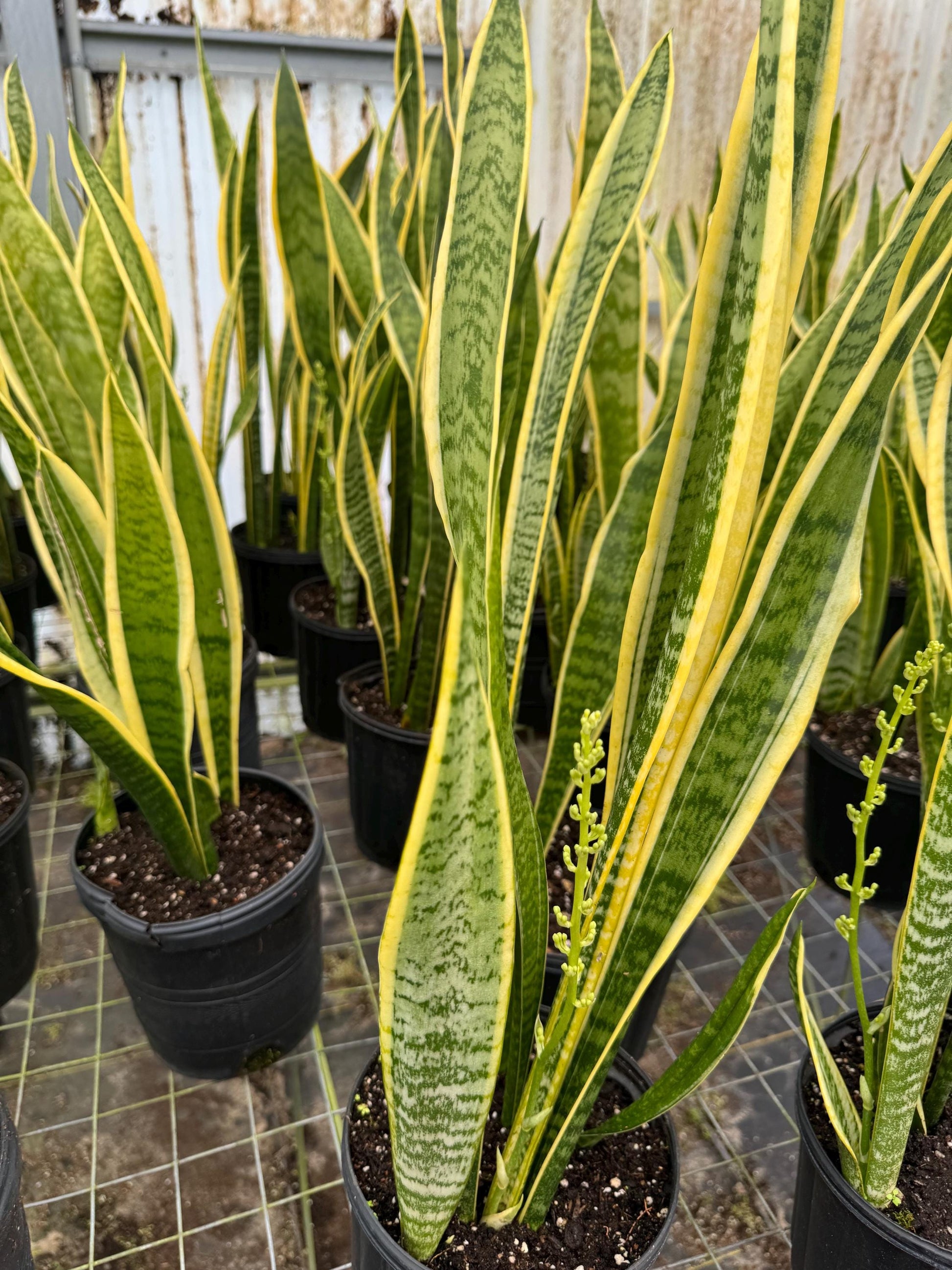 Sanseveria or Snake Plant