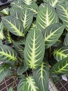 4” Assorted Plants