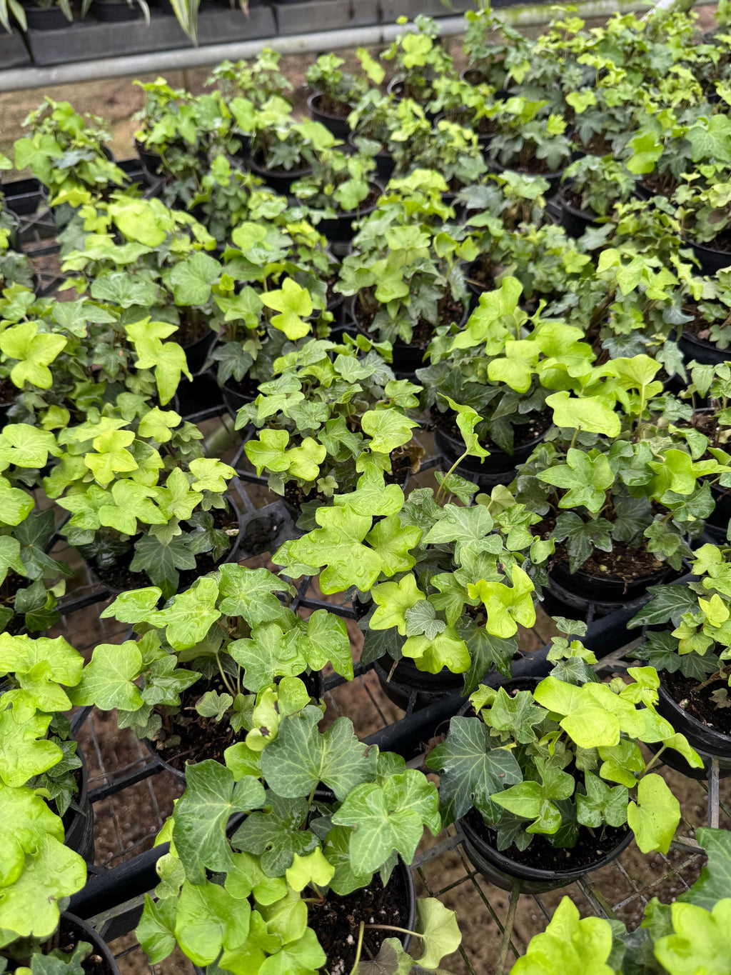 Live Ivy Plant - 4" Potted Hedera