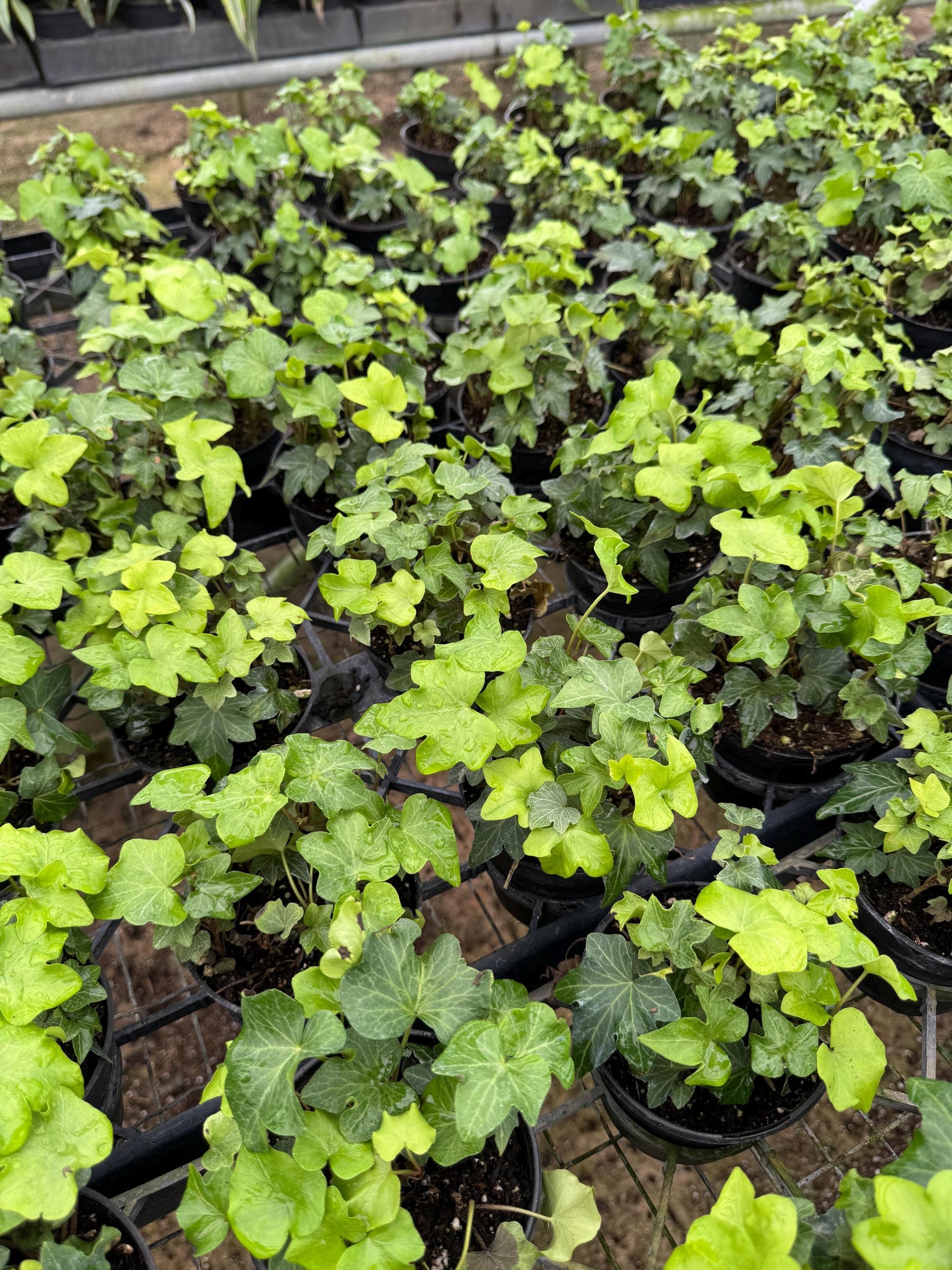Live Ivy Plant - 4" Potted Hedera