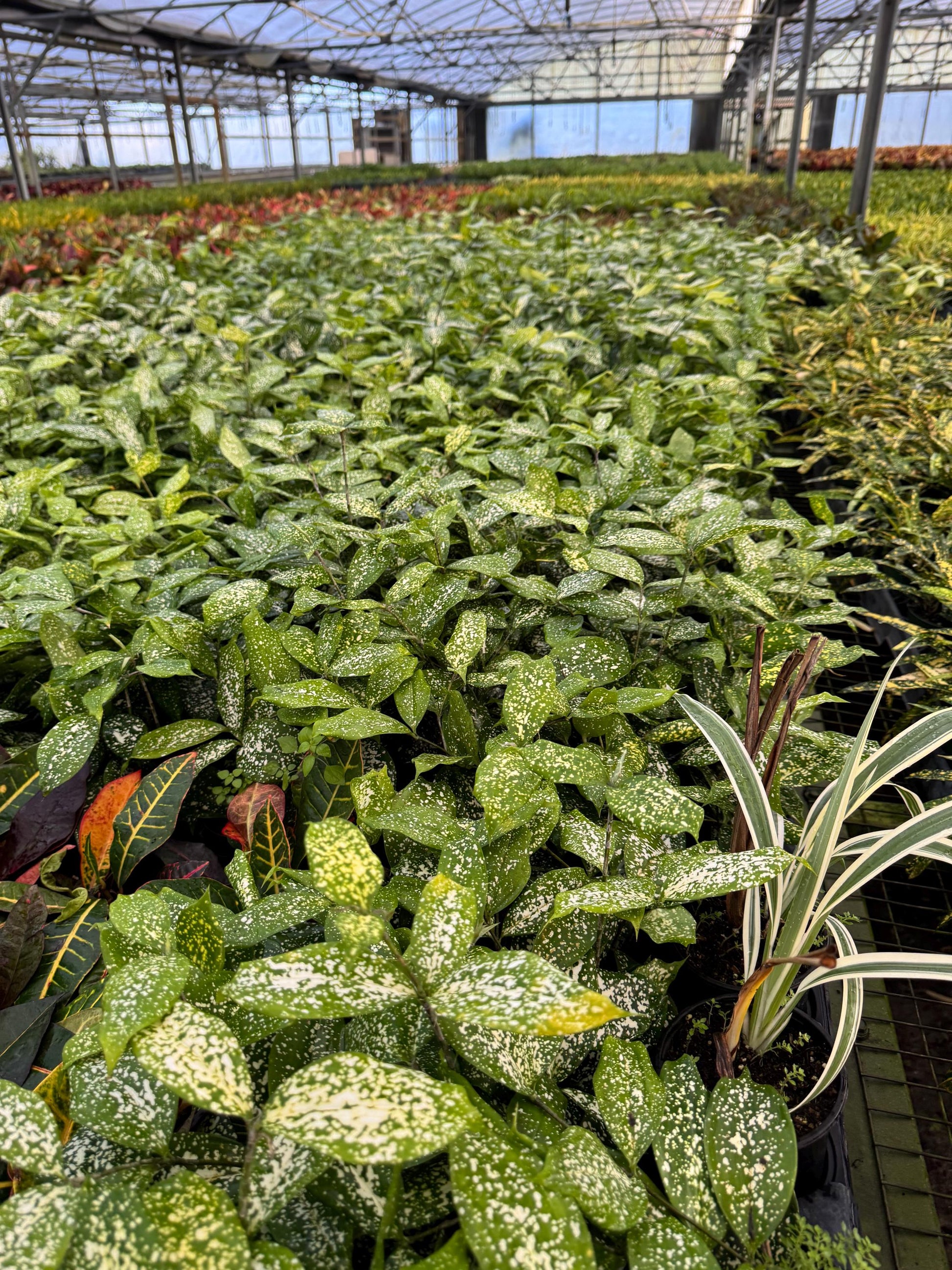 Draceana plant variety in 4”