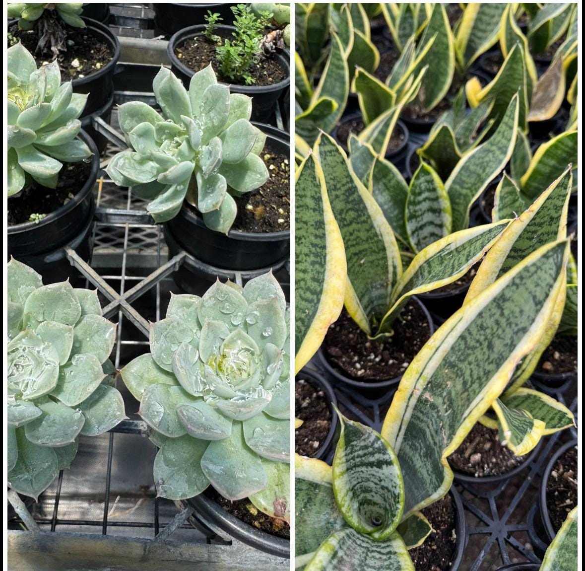 Plant Combinations 4” each