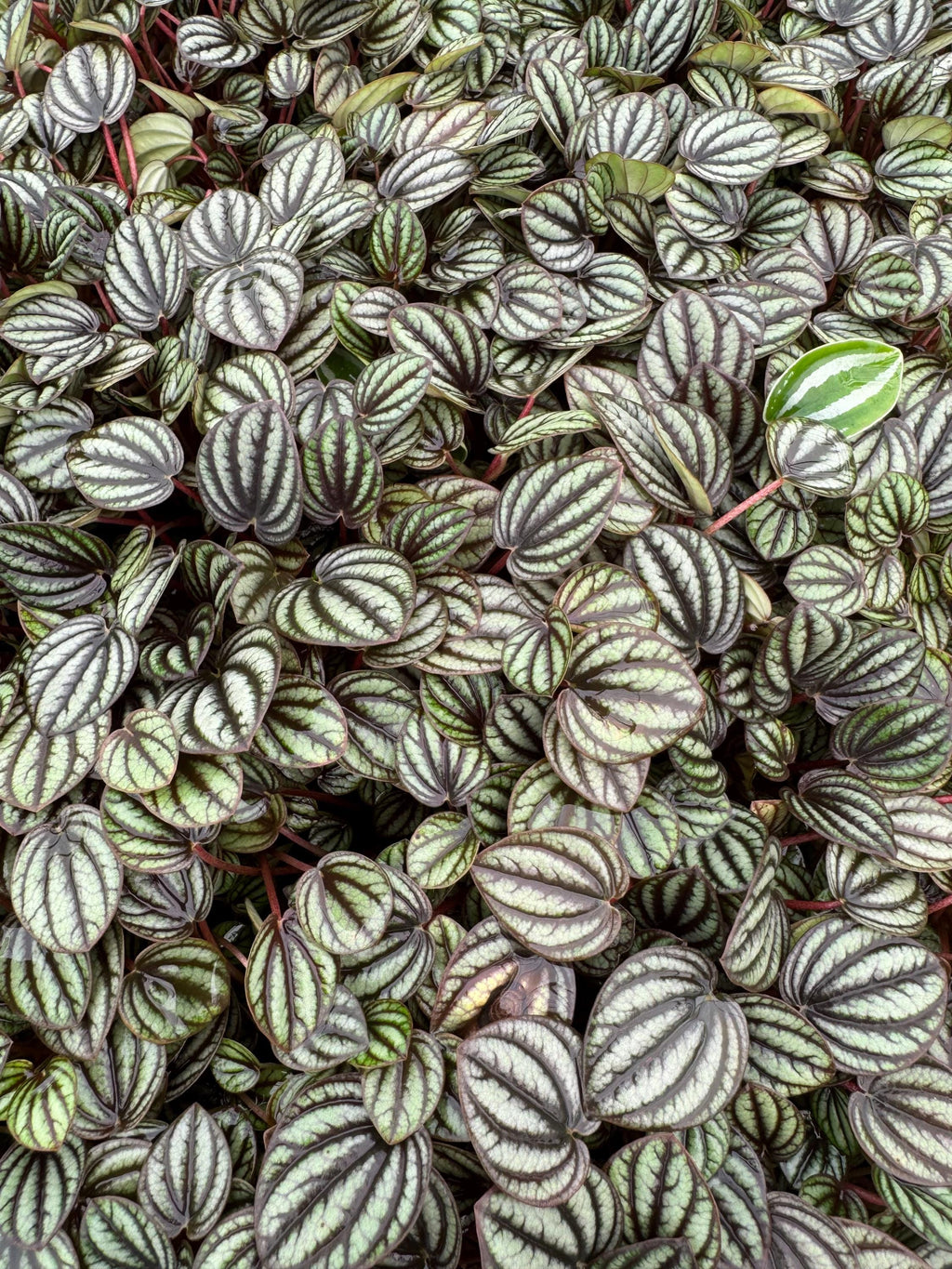 Pepperomia Plant Assortment: Pet Friendly Indoor Plants