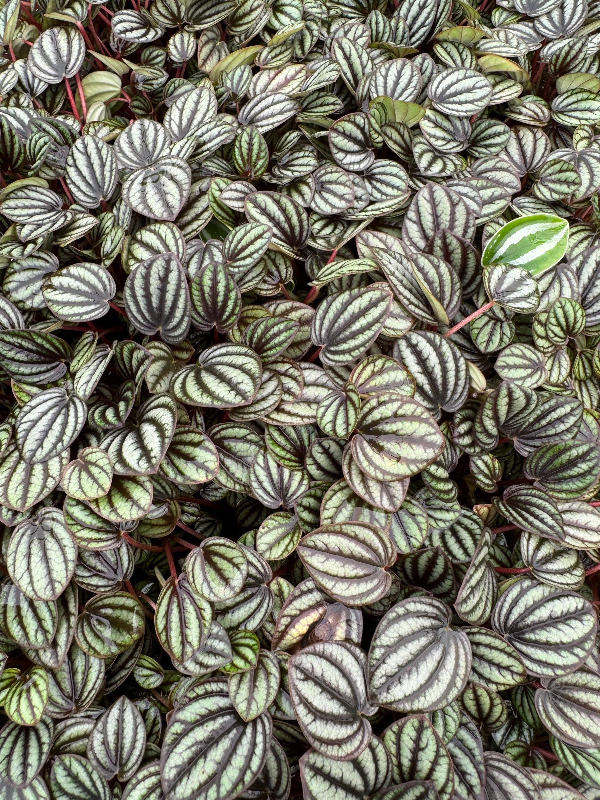 Pepperomia Plant Assortment: Pet Friendly Indoor Plants