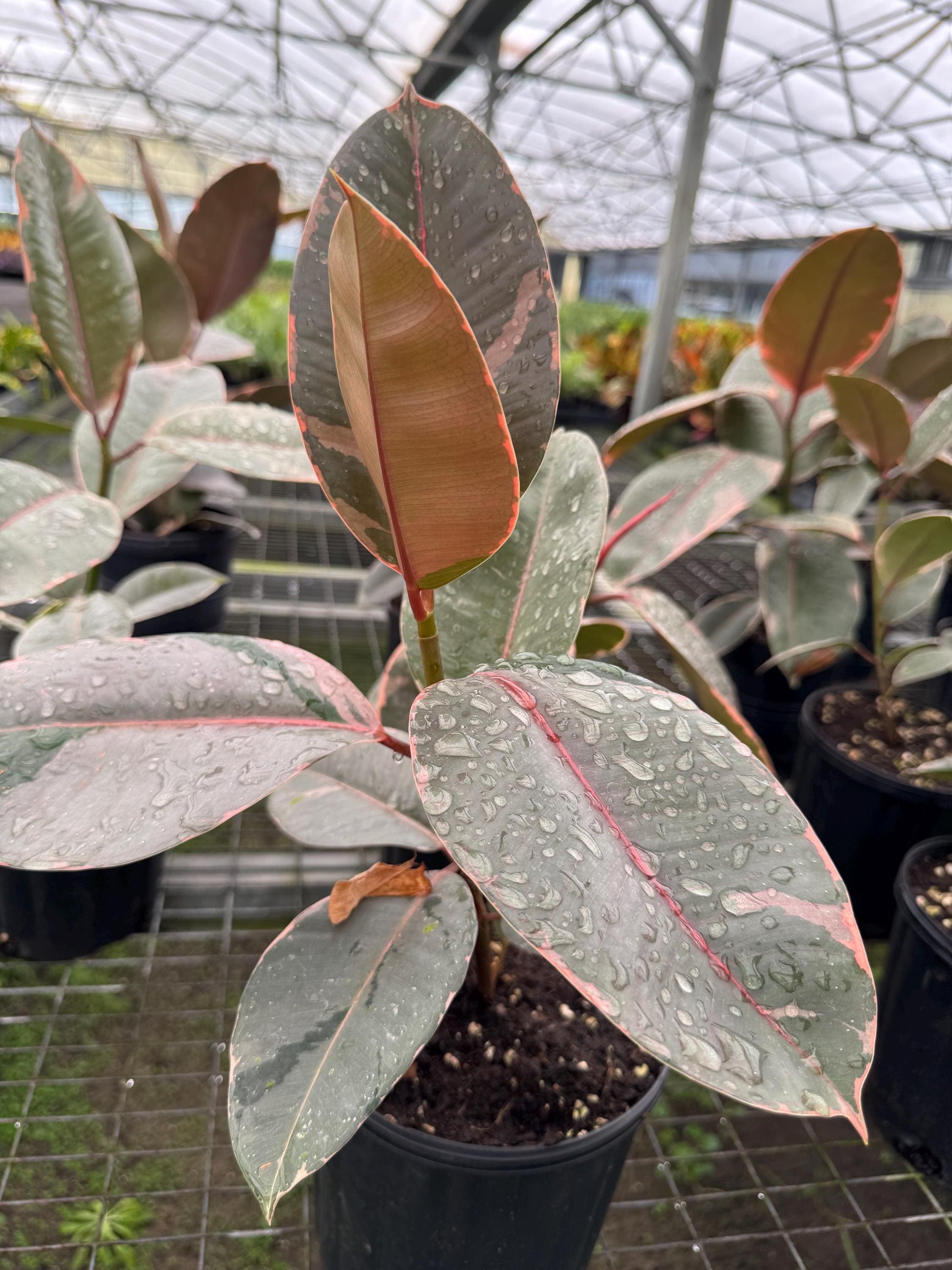 Ficus/Rubber Plant