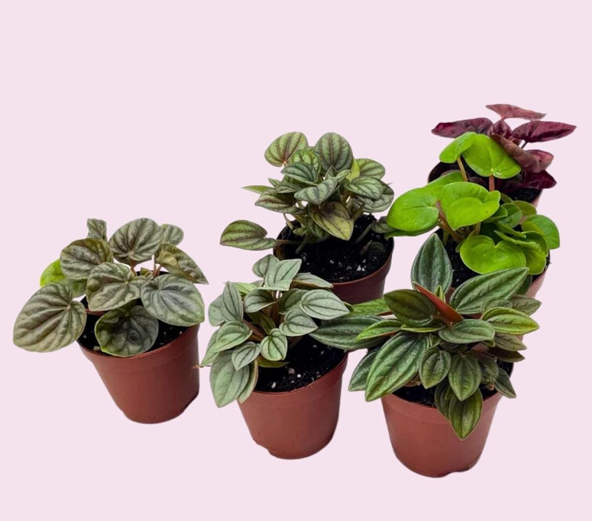 Pepperomia Assortment 3”