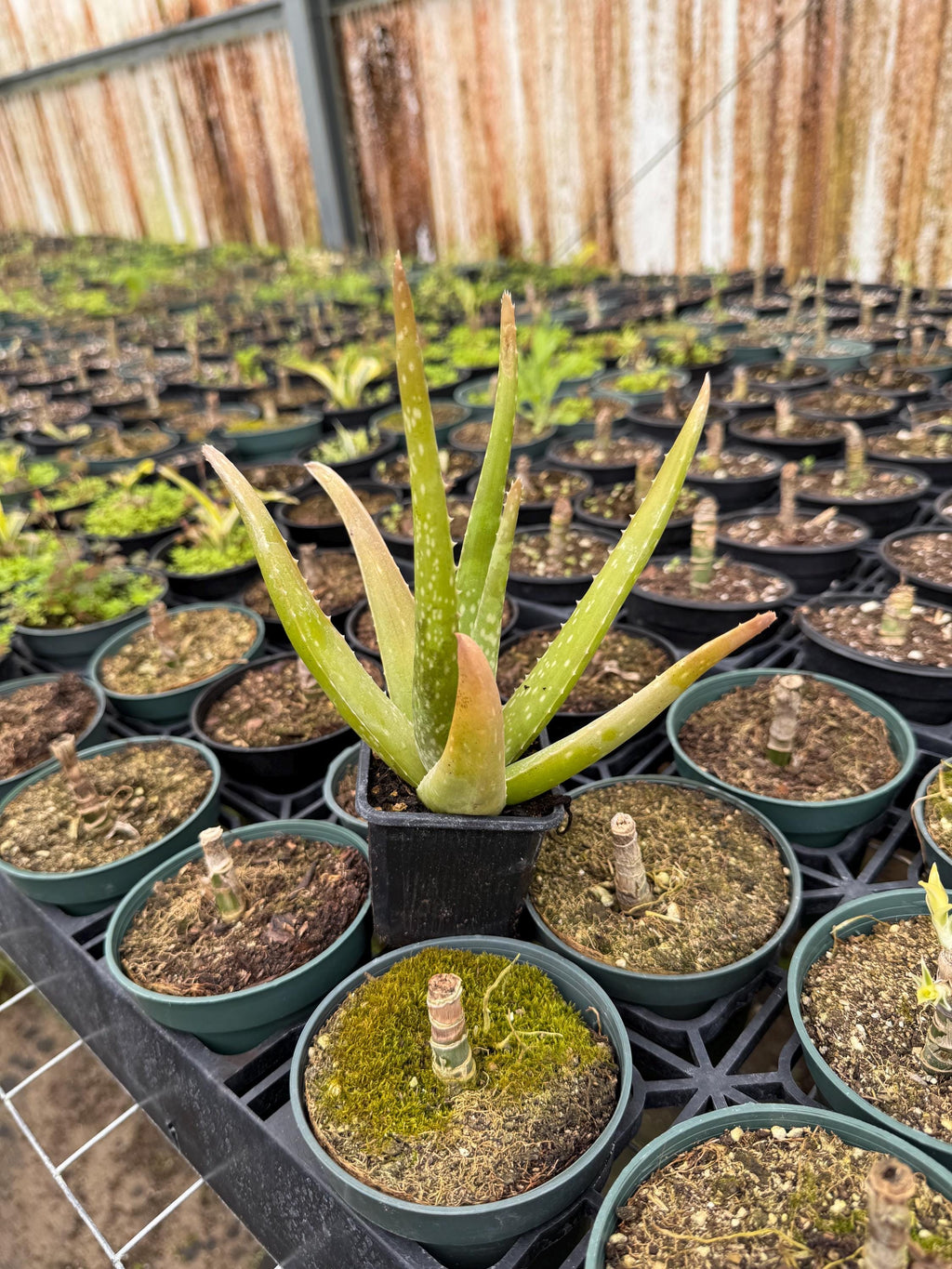 Aloe vera plant