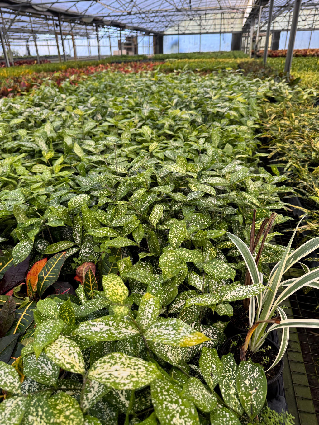 Draceana plant variety in 4”