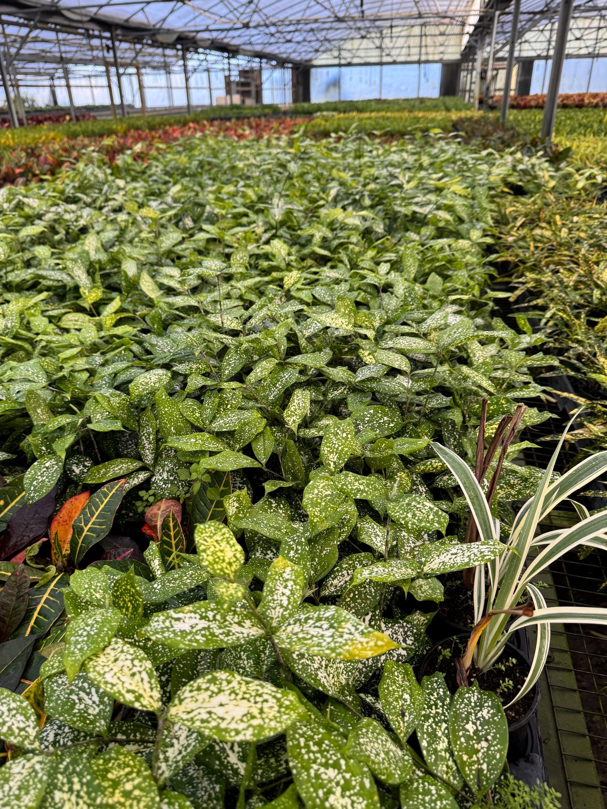 Draceana plant variety in 4”