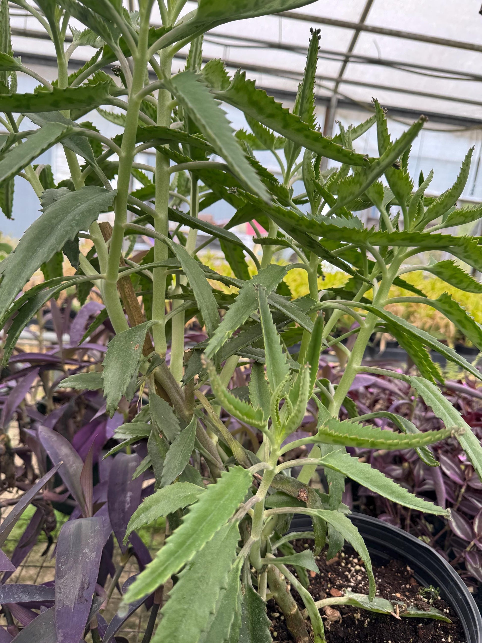 Tradescantia Varieties 2” 4pk