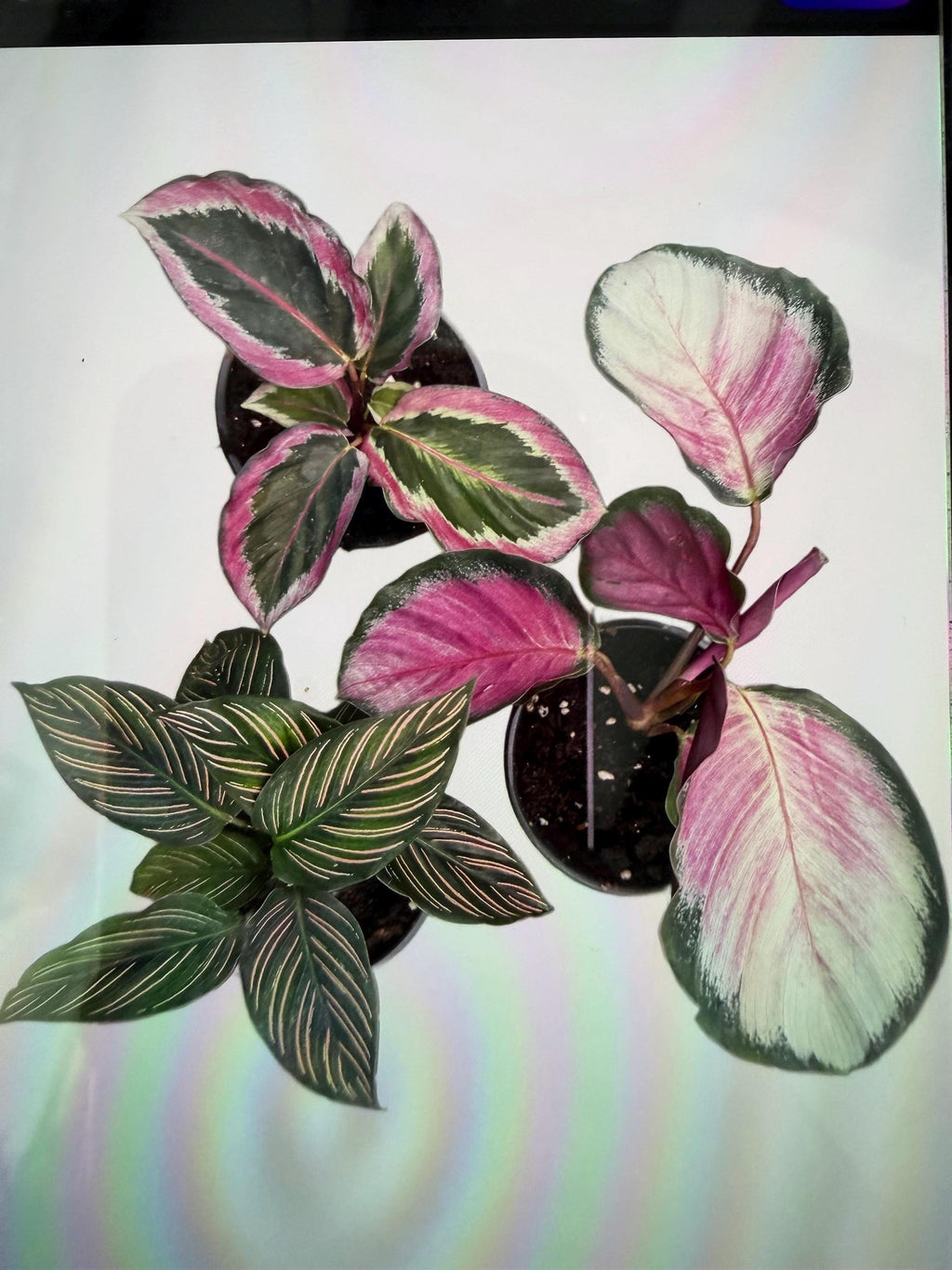 Plant Combinations 4” each