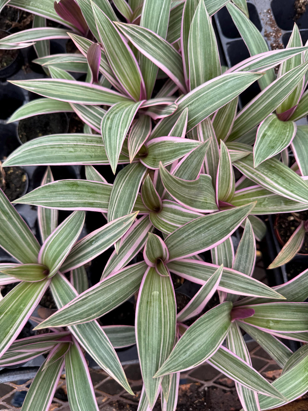 Oyster Plant 2 pack