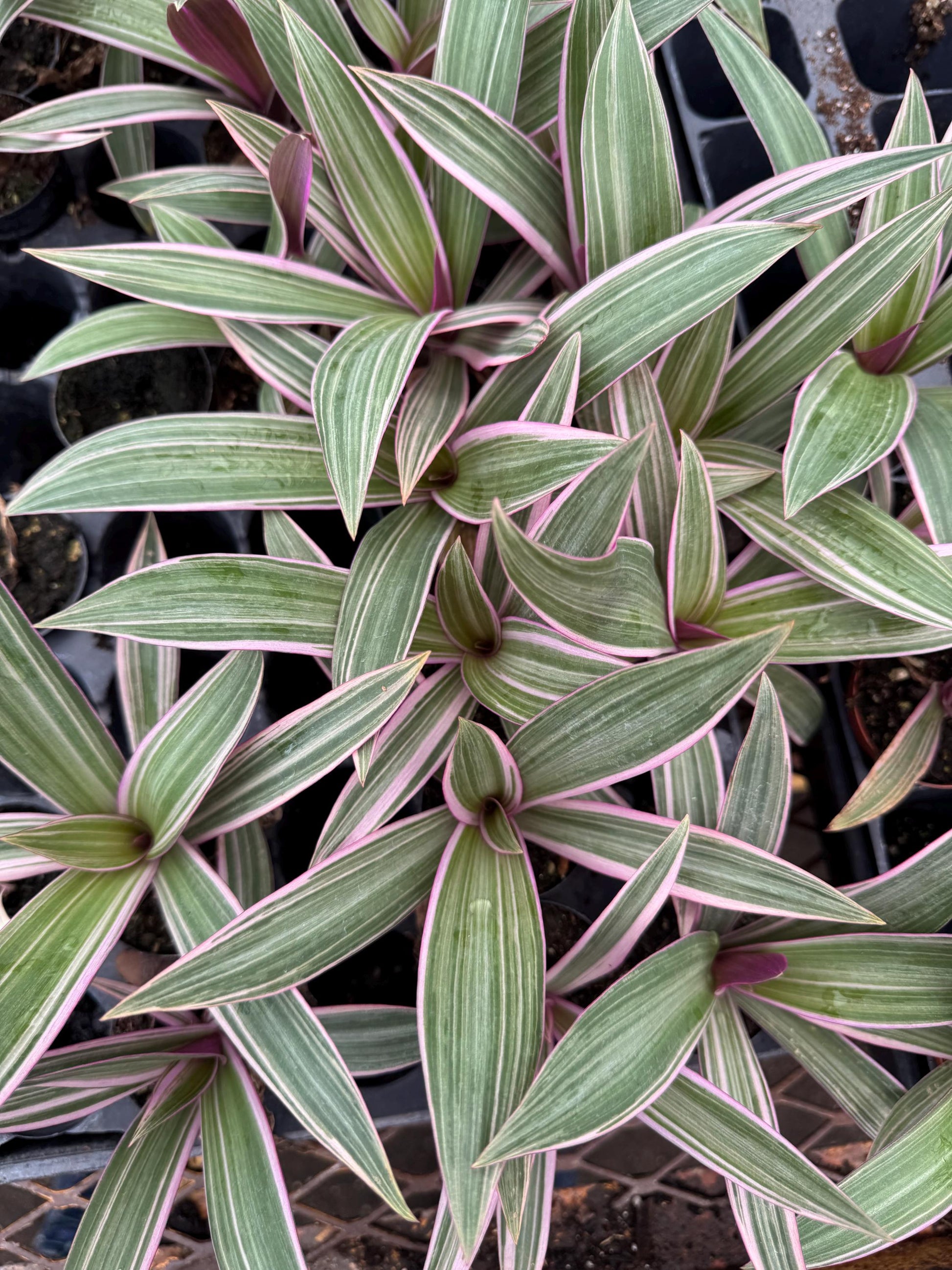 Oyster Plant 2 pack