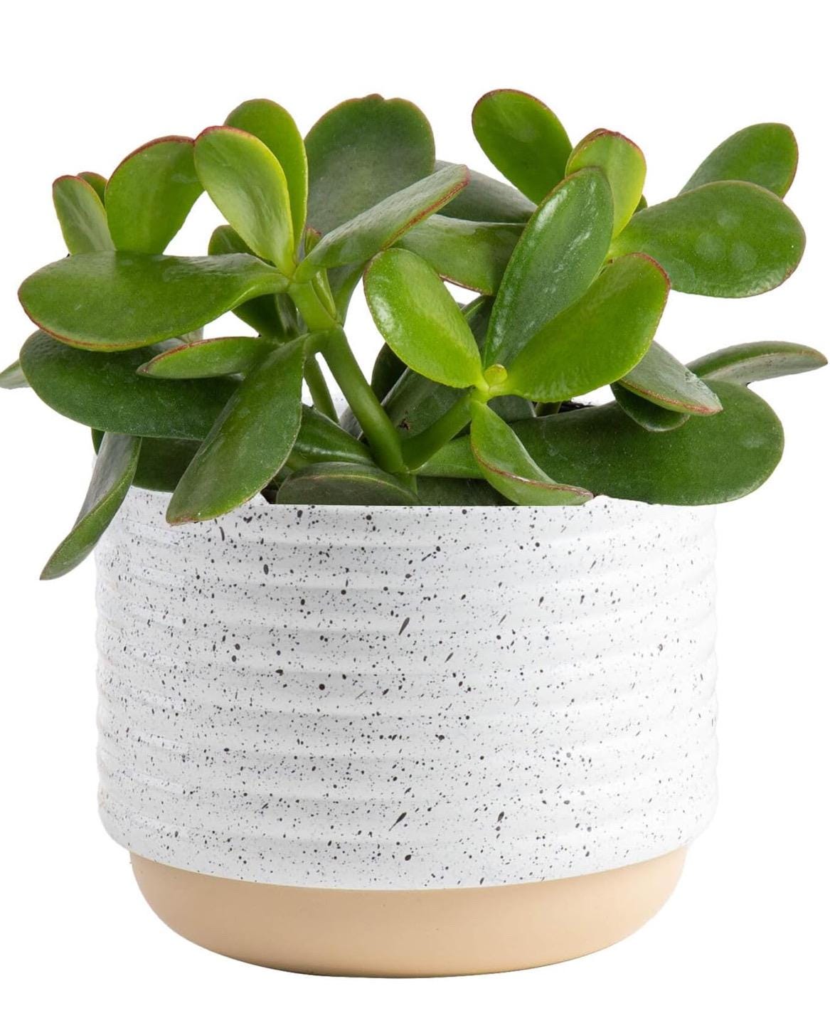 Crassula/ Jade Plant 4PK