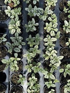 Assorted Plants( Varieties to choose from)