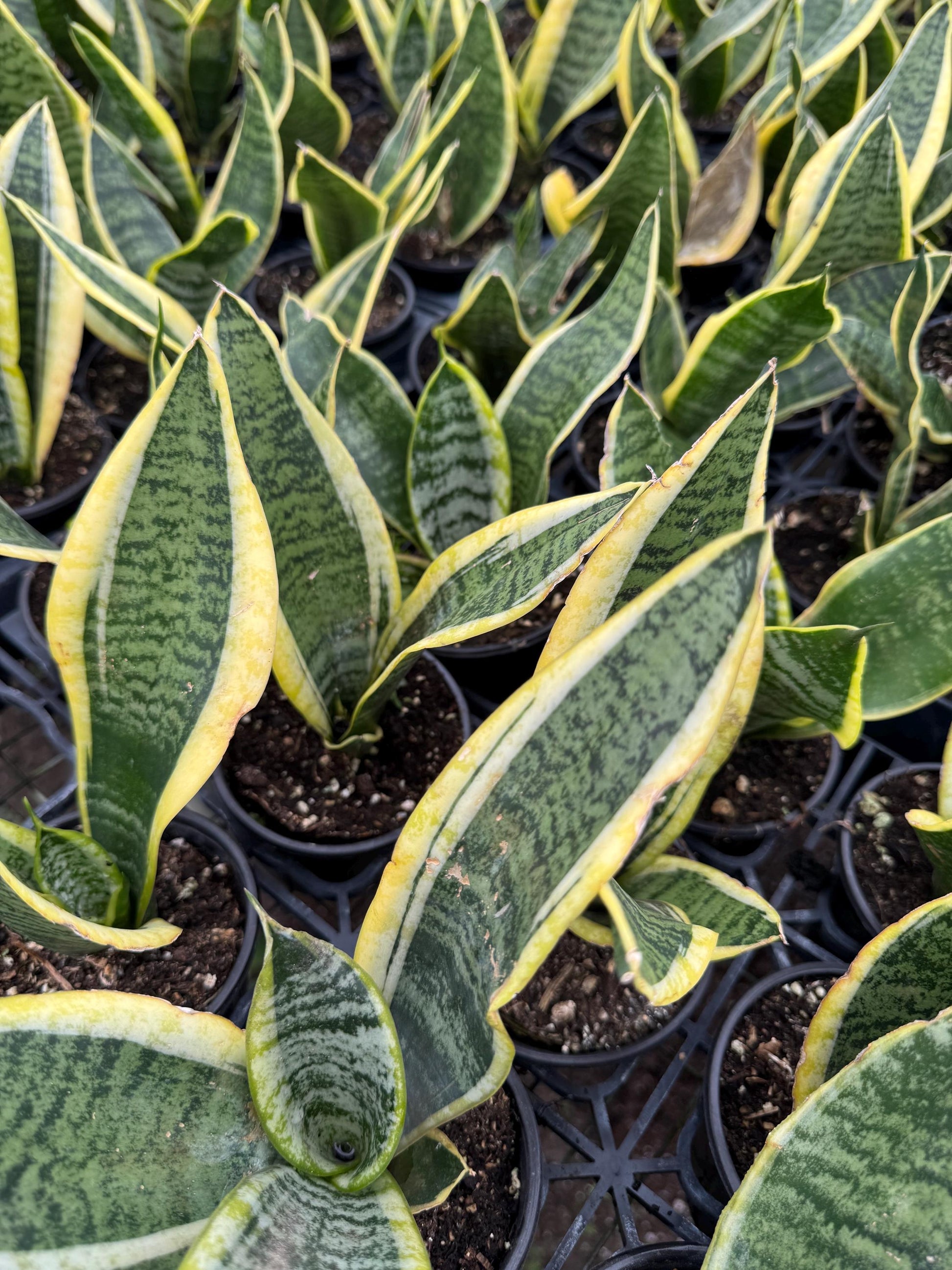 Sanseveria Snake Plant
