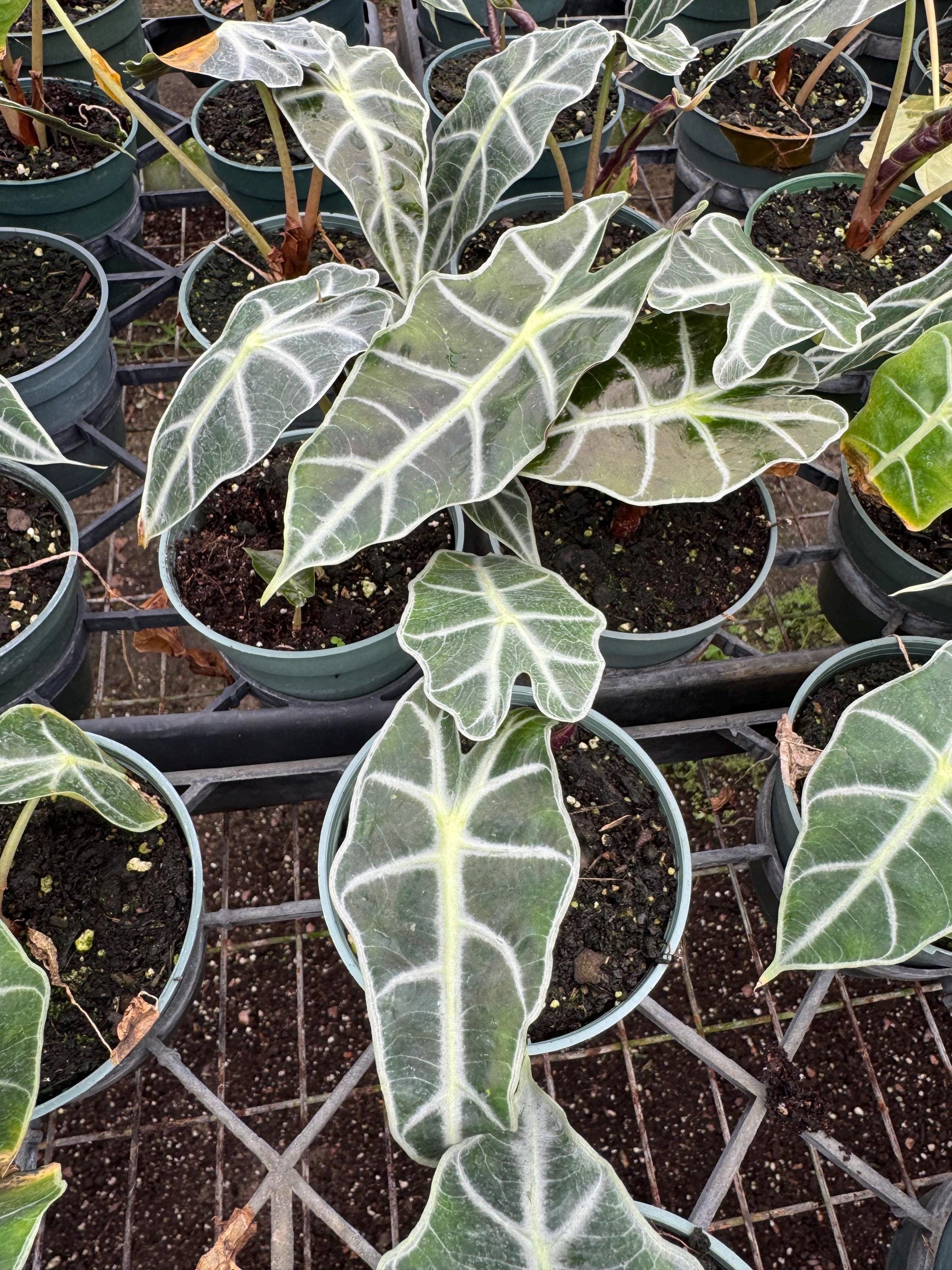 Assorted plants 4 pack (you can choose from)