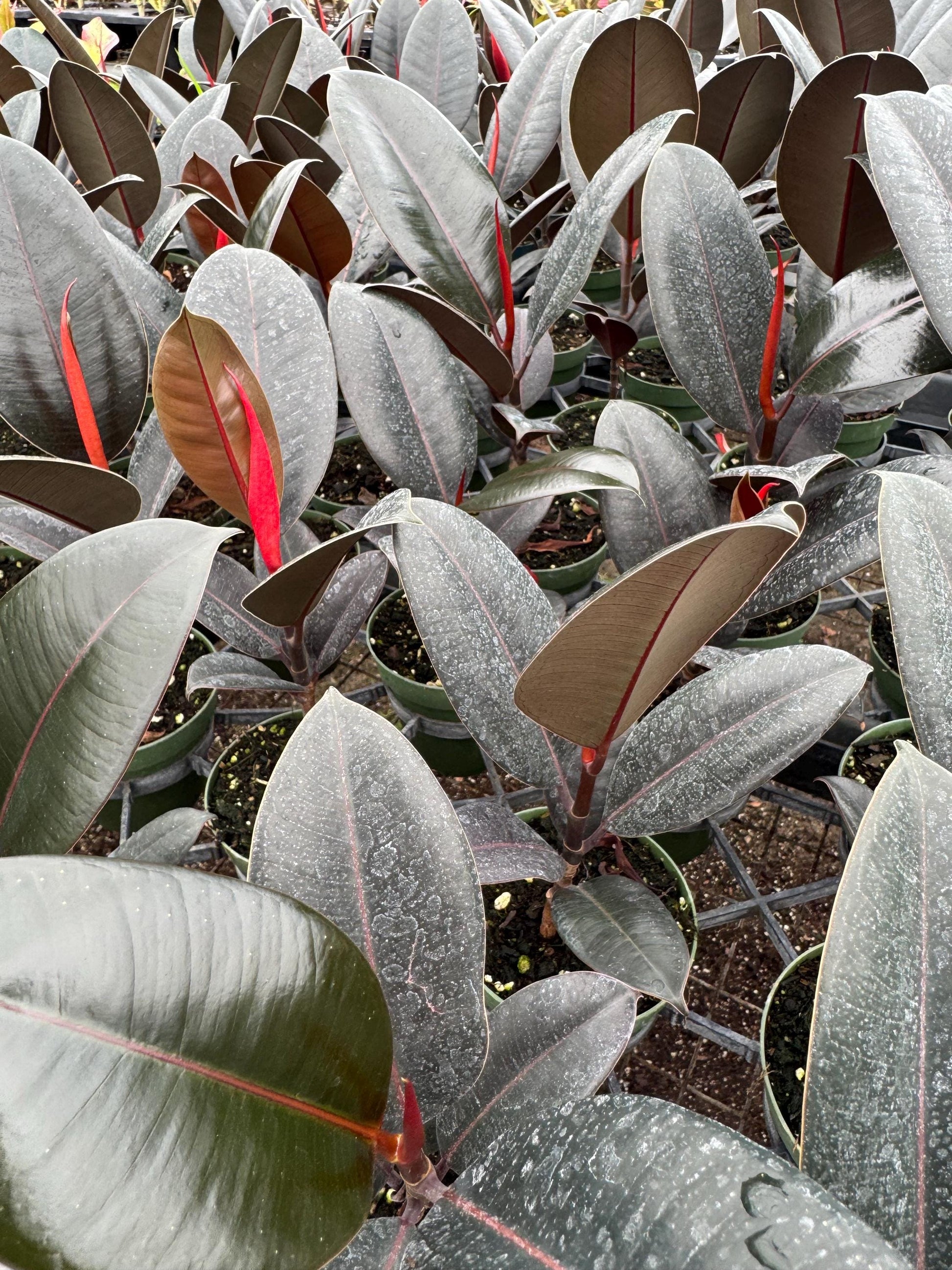 Ficus/Rubber Plant