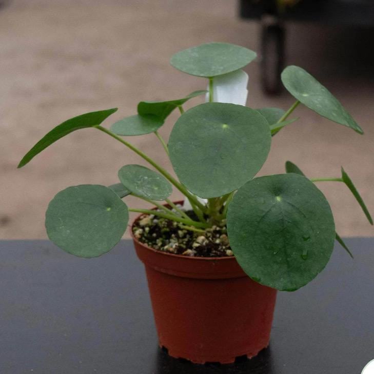 Pet Friendly Plants 4 pack