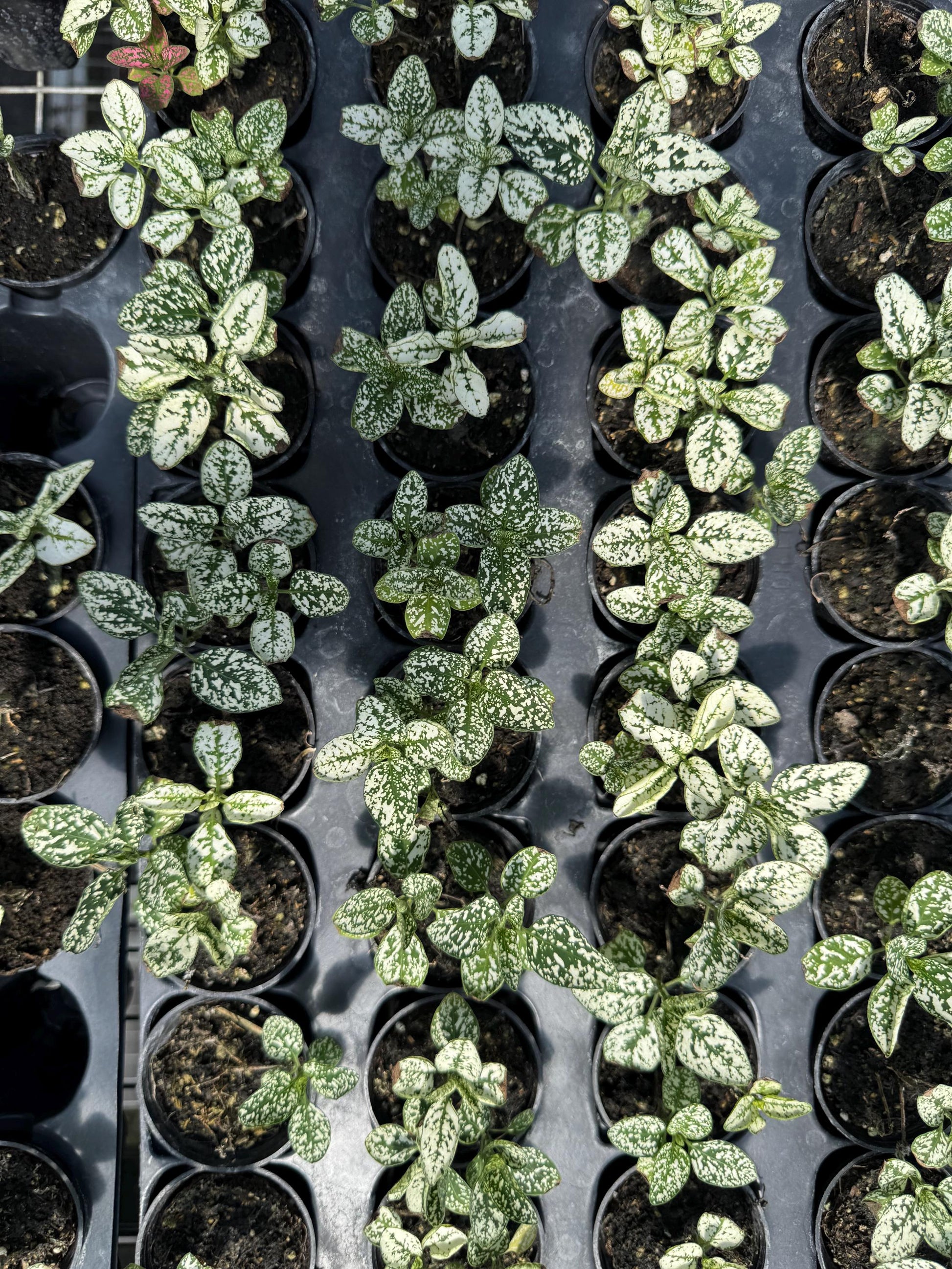 Terranium plants 2” 18 pack
